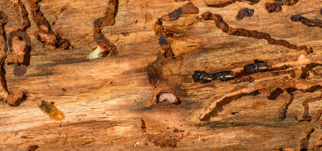 Is Your Home at Risk for Termite Damage - Bell Best Pest Pros | Bell, CA | 323-745-2099