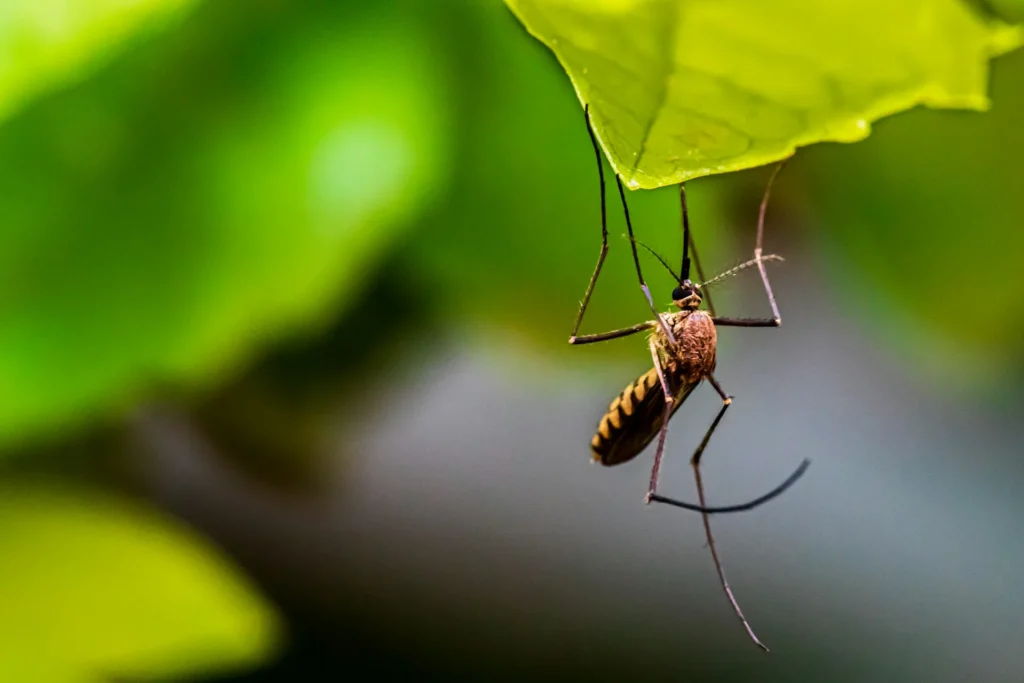 Mosquito-Control-for-Every-Outdoor-Space - Bell Best Pest Pros | Bell, CA | 323-745-2099