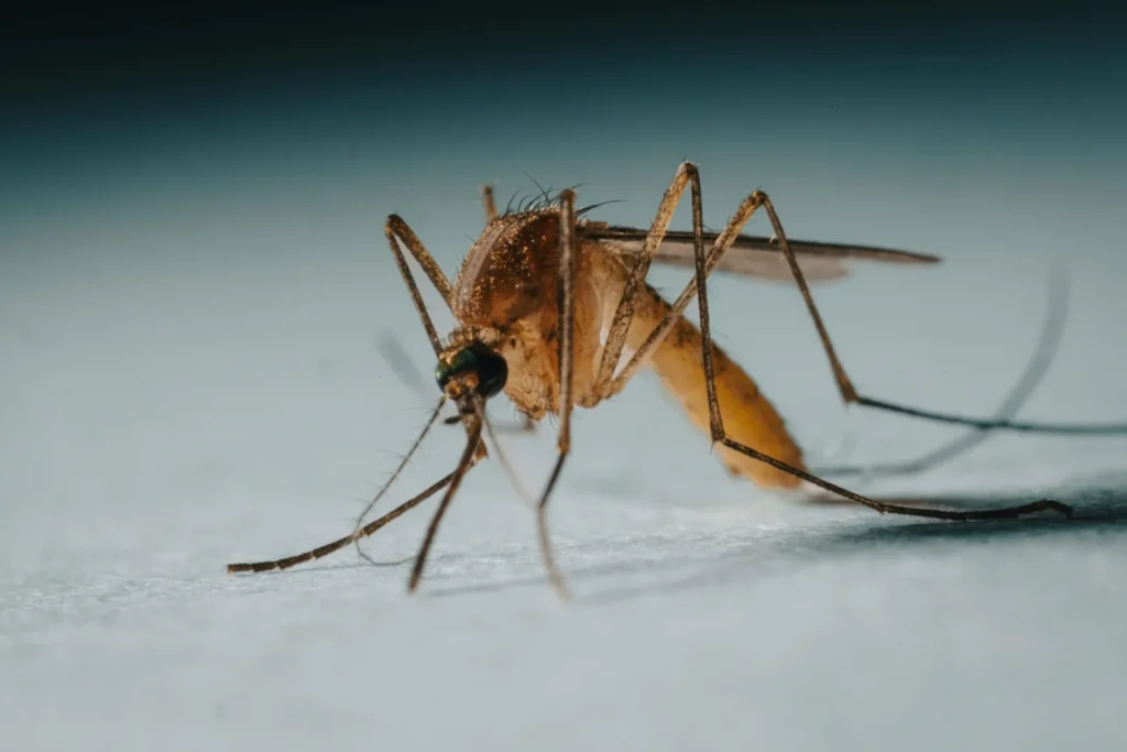 Protect Your Family from Mosquito-Borne-Diseases - Bell Best Pest Pros | Bell, CA | 323-745-2099