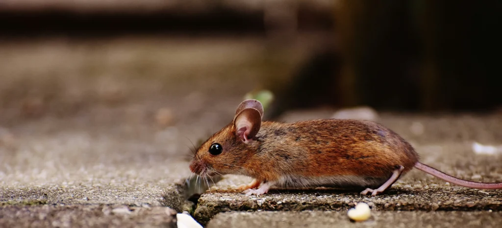 Residential-Commercial-Rodent-Solutions - Bell Best Pest Pros | Bell, CA | 323-745-2099