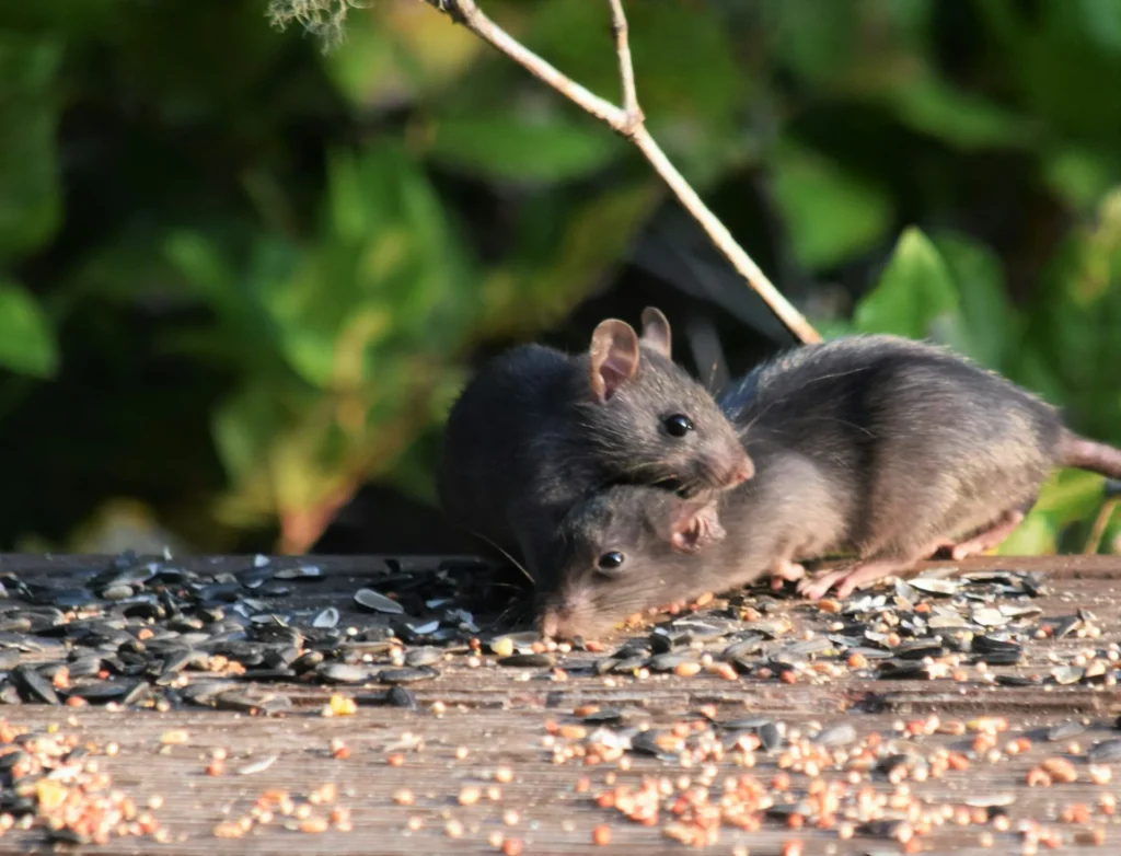 Rodent-Removal - Bell Best Pest Pros | Bell, CA | 323-745-2099