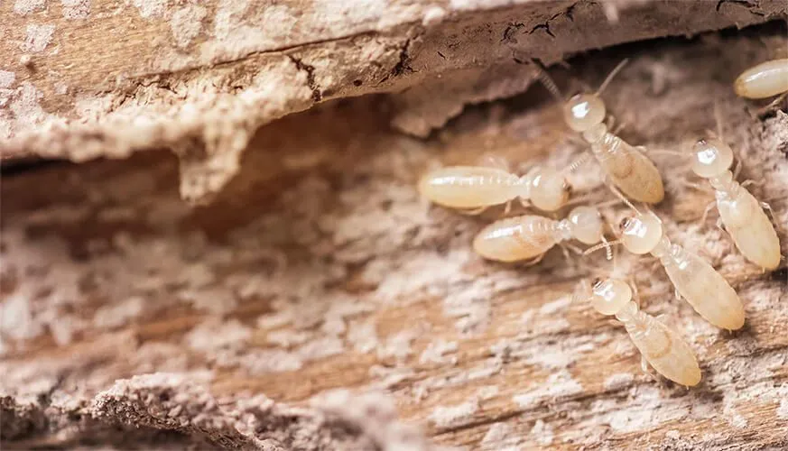 Signs You May Have a Termite Infestation - Bell Best Pest Pros | Bell, CA | 323-745-2099