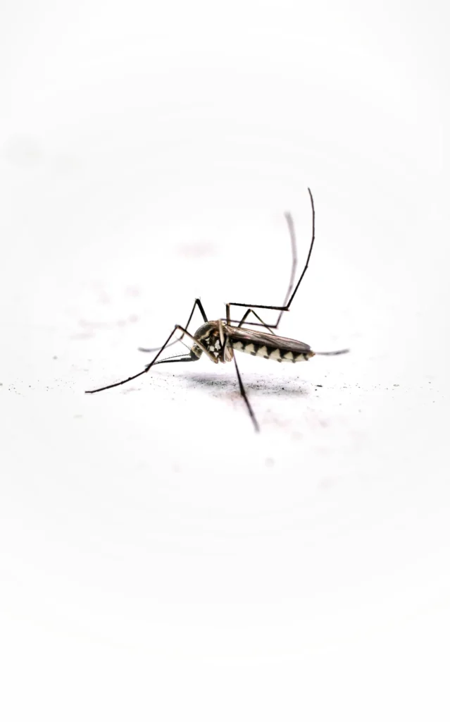 Tired of Mosquitoes Ruining Your Evenings - Bell Best Pest Pros | Bell, CA | 323-745-2099