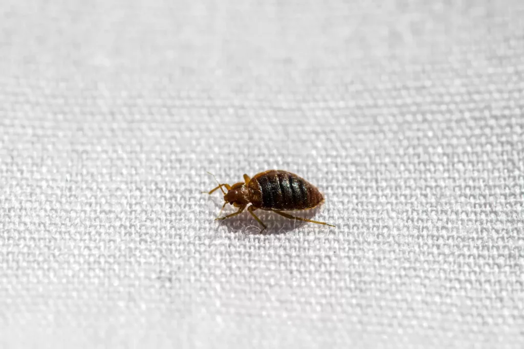 Why Bed Bug Heat Treatments Work Best - Bell Best Pest Pros | Bell, CA | 323-745-2099