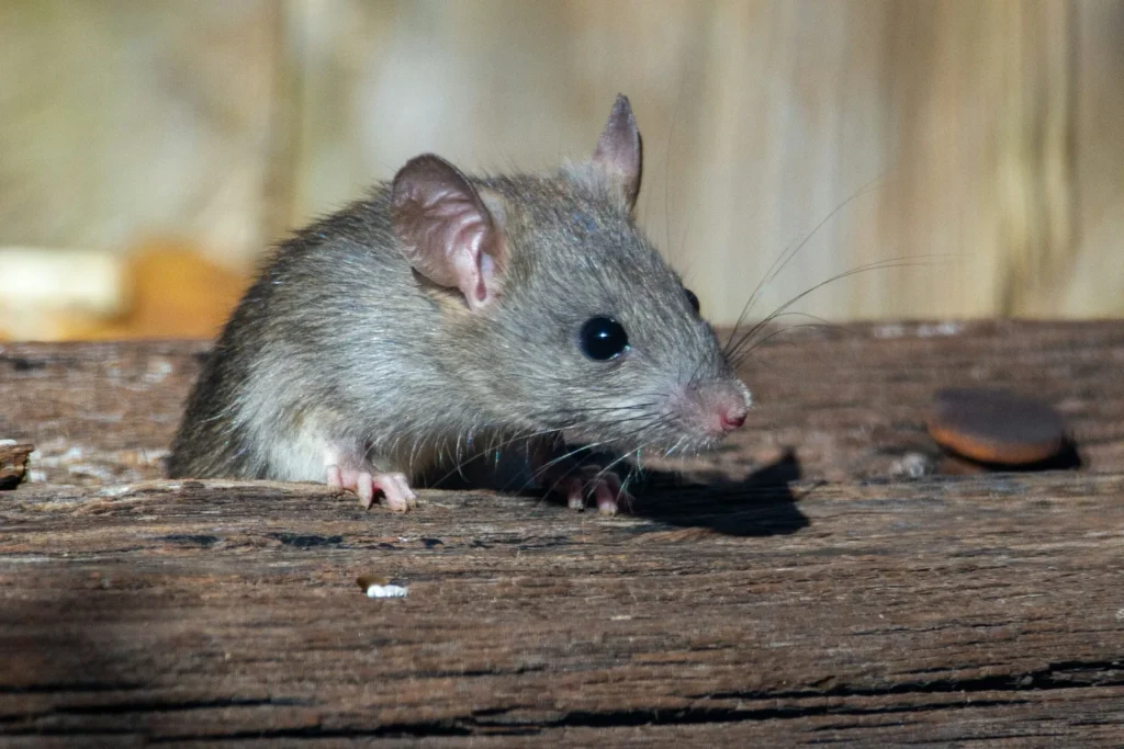 Why-Choose-Our-Rodent-Exterminators - Bell Best Pest Pros | Bell, CA | 323-745-2099